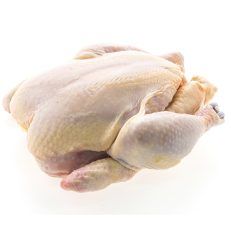 Pollo