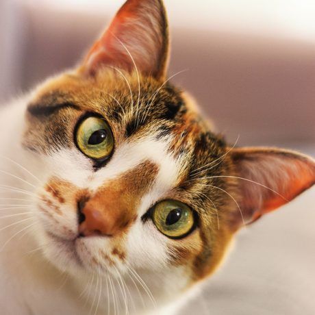 gato-comun-europeo-milolo